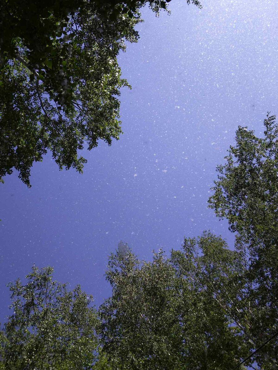 Летний снег.. Фото автора