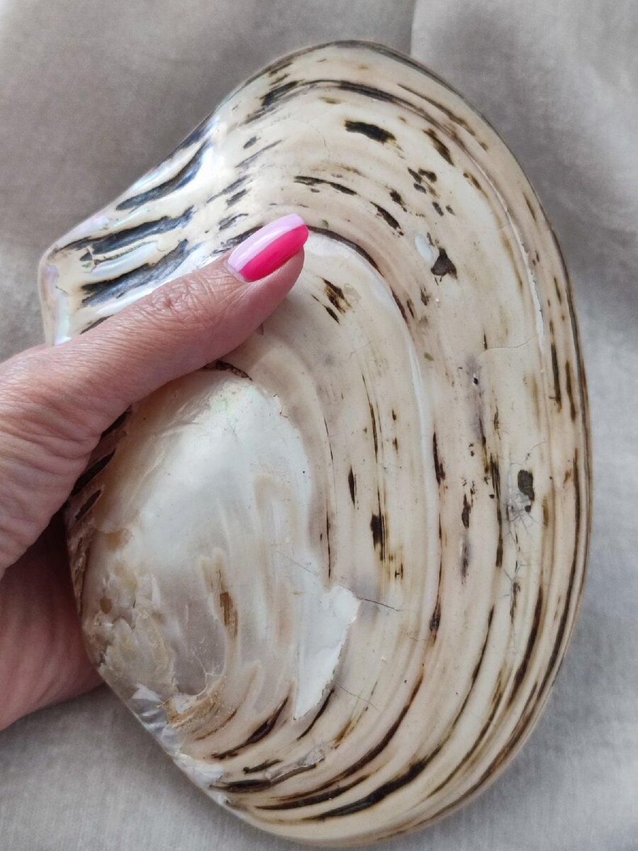 Двустворчатый моллюск