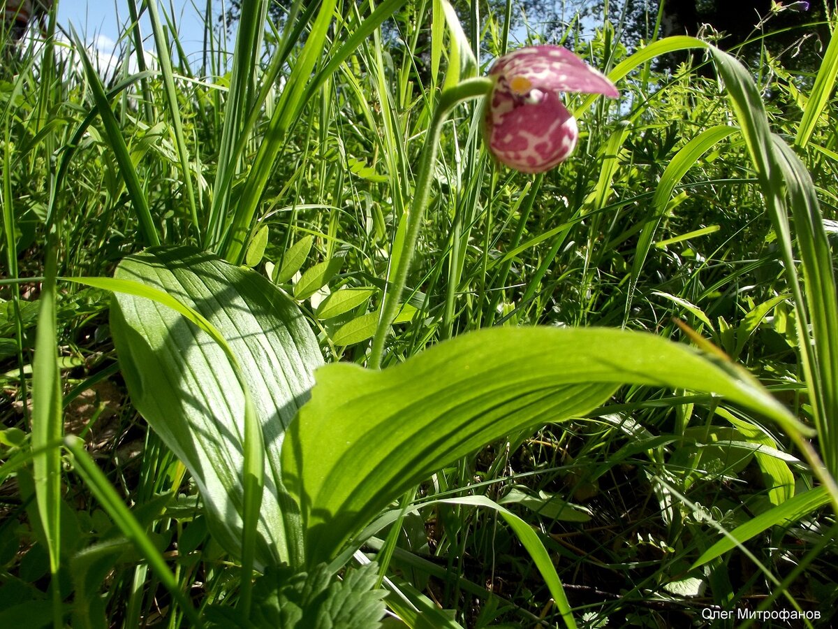 башмачок пятнистый