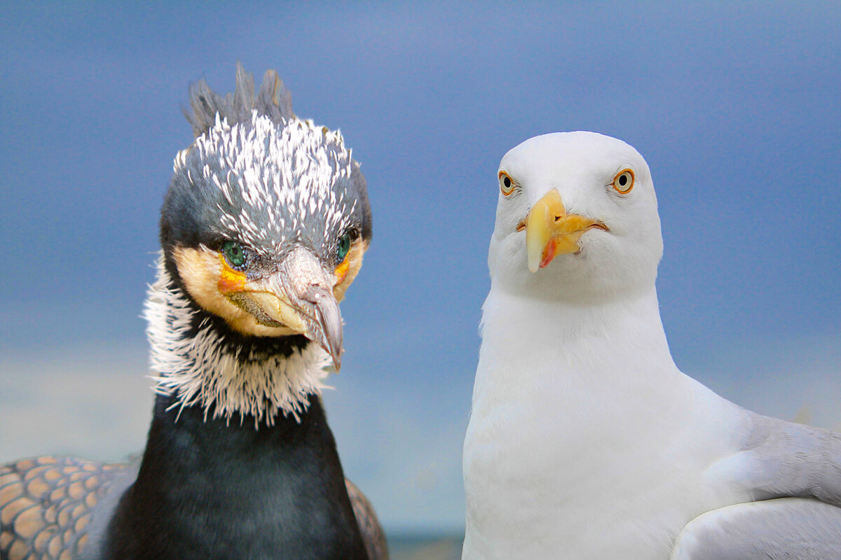 Как отличить чайку от баклана | Приключения натуралиста | Дзен