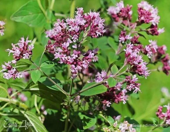 Фотом edimdoma.ru сайт гыч налме.