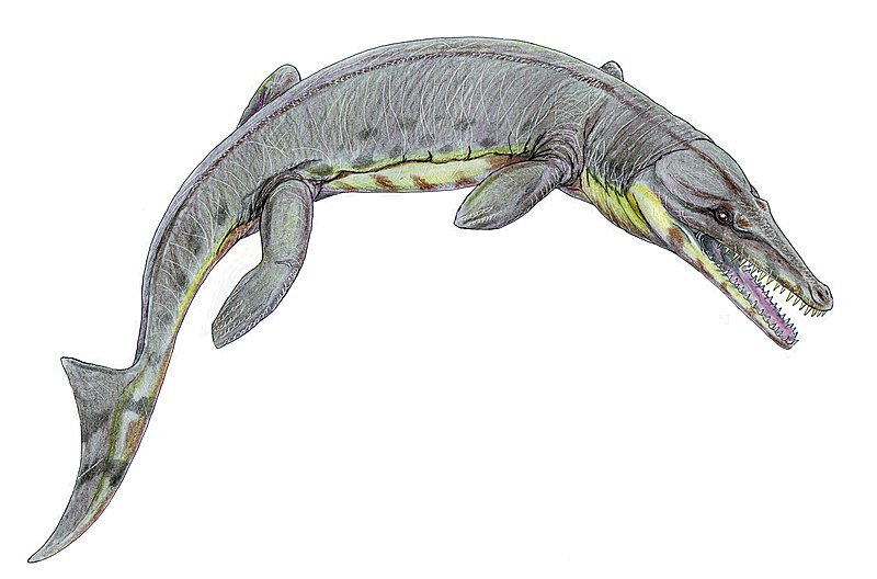 Метриоринхиды (Metriorhynchidae) – морские крокодилы с рыбьими хвостами