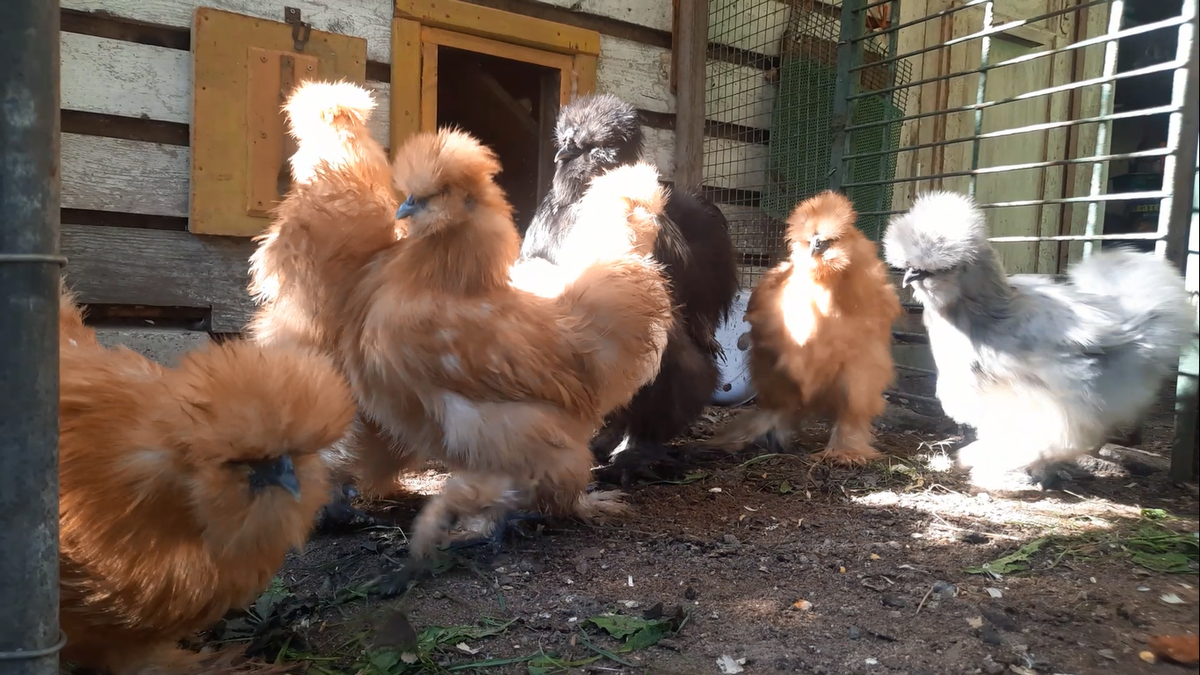 Молодые шелковые