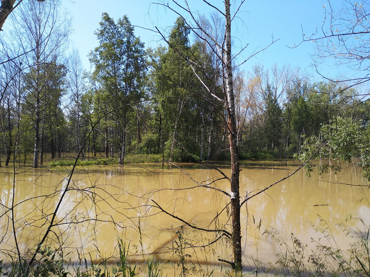 Какой- то затопленный карьер с грязной жижей