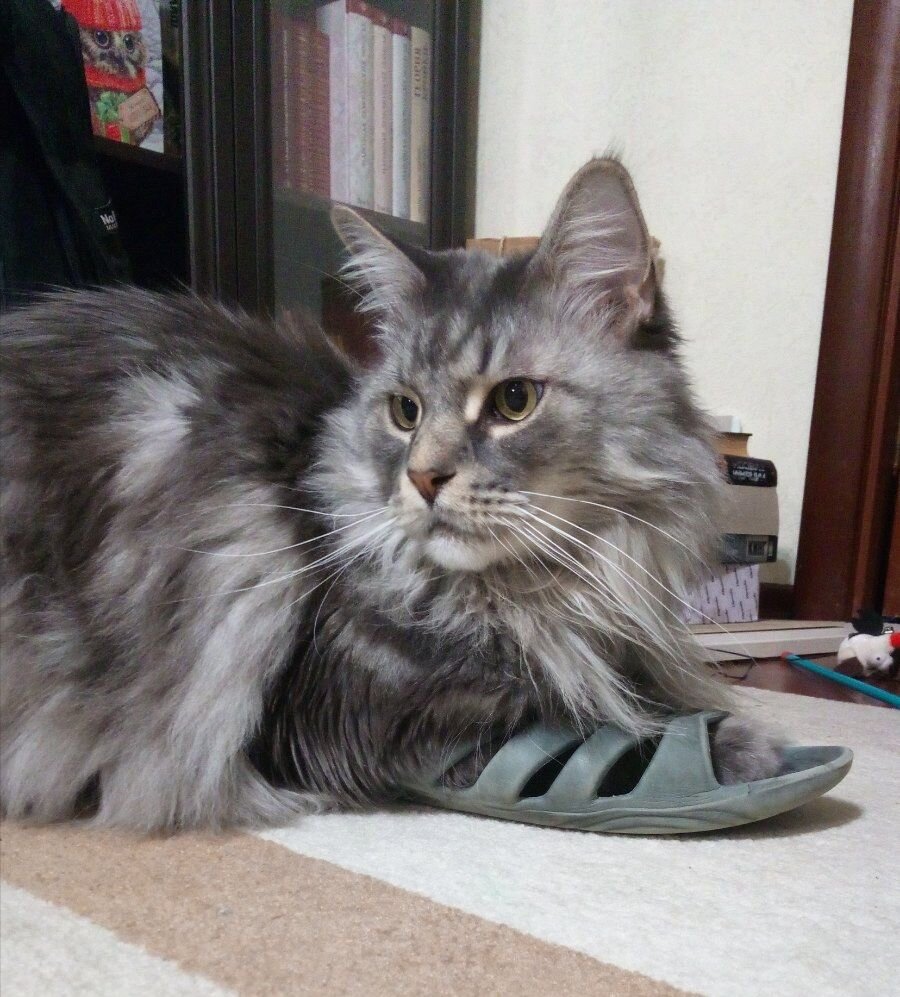 Усатый, но не полосатый Пунш