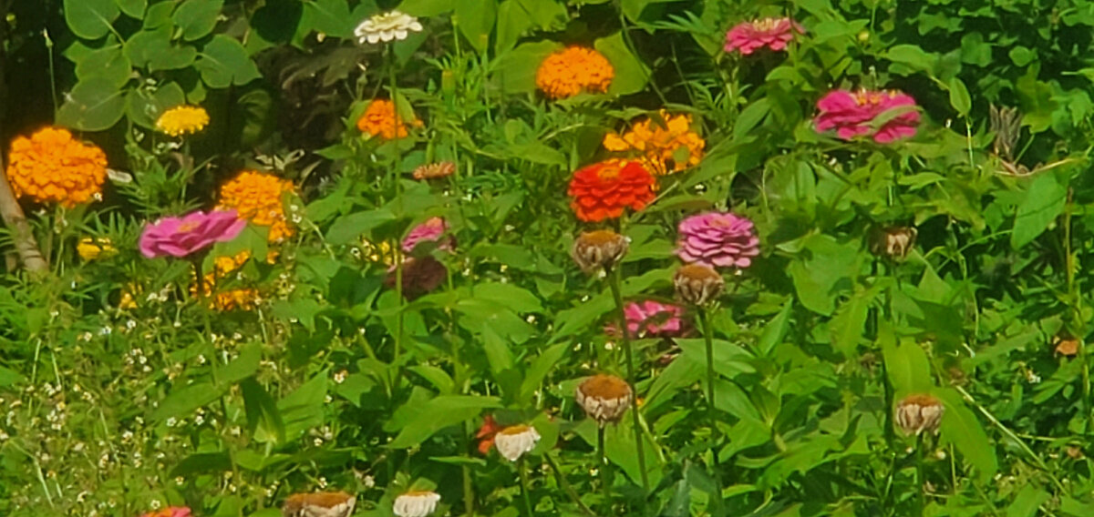 Наша клумба, похорошела, много ярких красок добавилось.