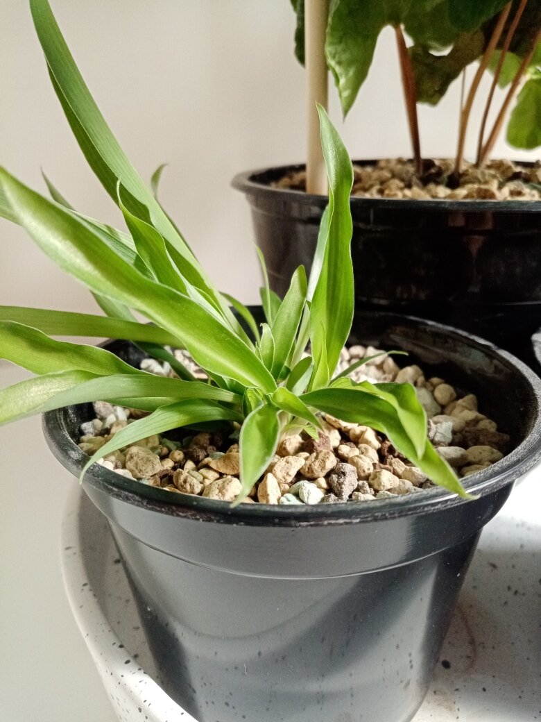 Детка лимонного хлорофитума. Долго её ждала. За неё не переживаю, уверена, что очень быстро вырастет в сильное мощное растение и будет повышать влажность в доме. Фото автора.