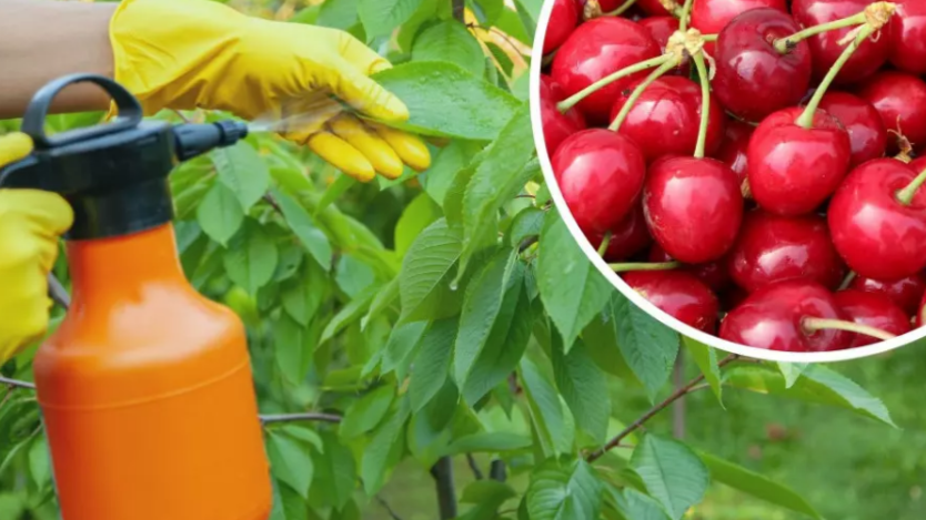 опрыскивание вишни от вредителей
