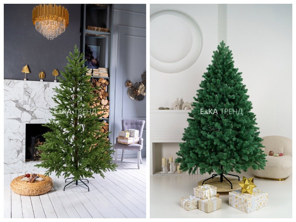 ель Нордман и ель Бордо