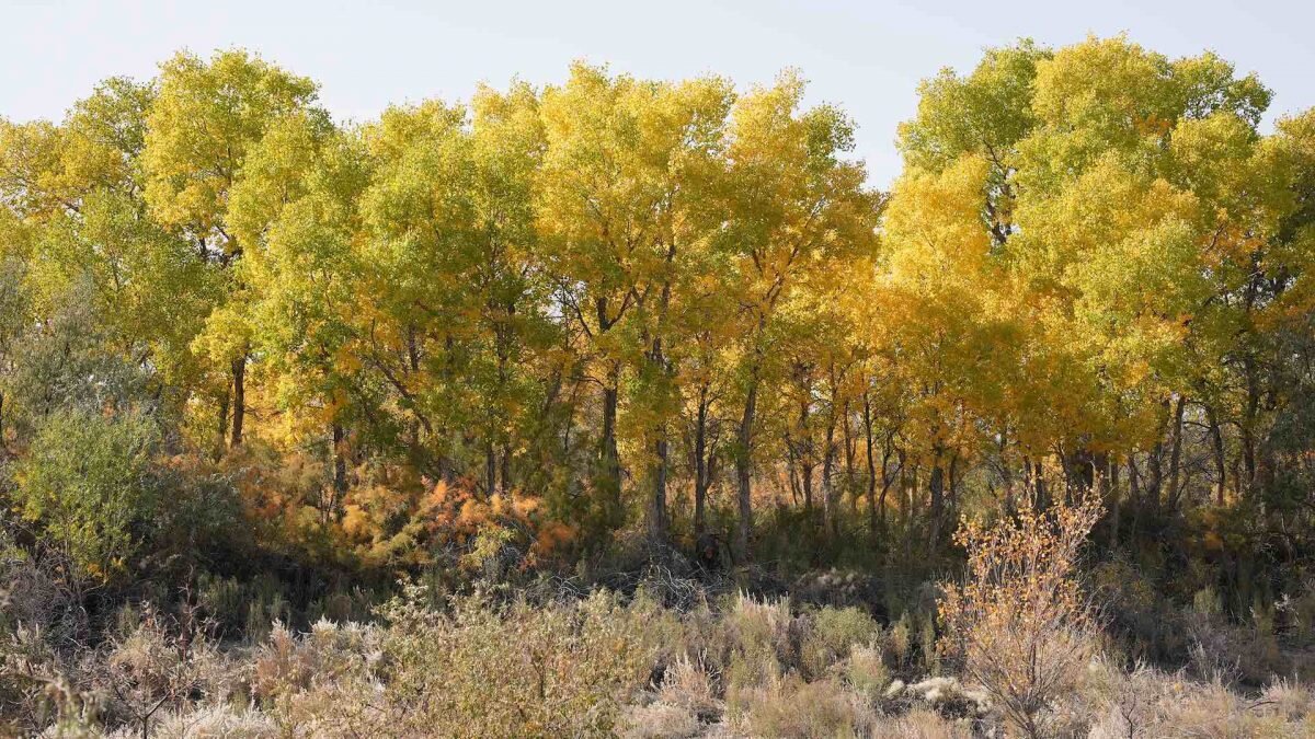    Фото: WWF Bizmedia.kz