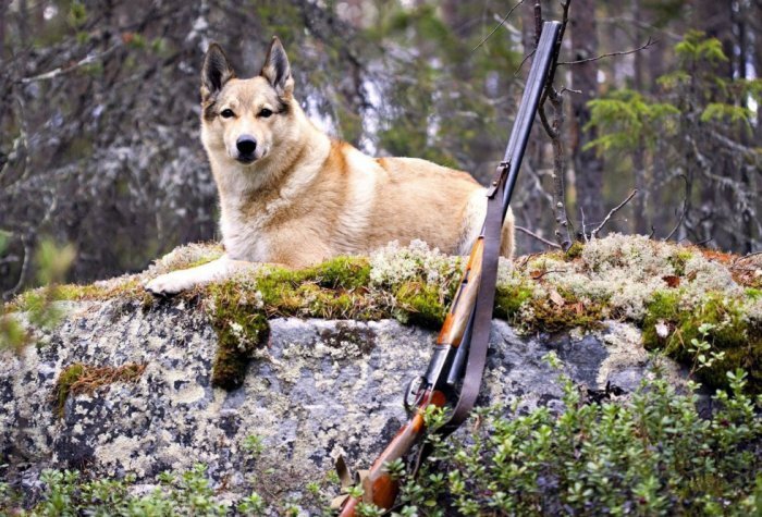 Фото: wallhere.com