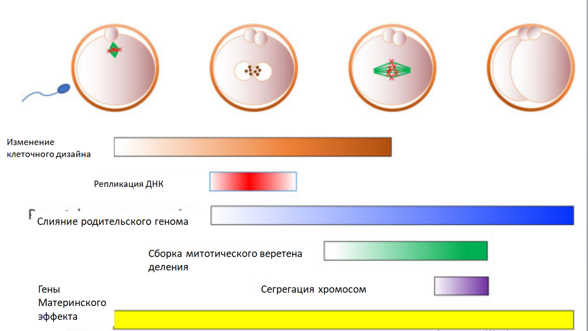 Зигота схема