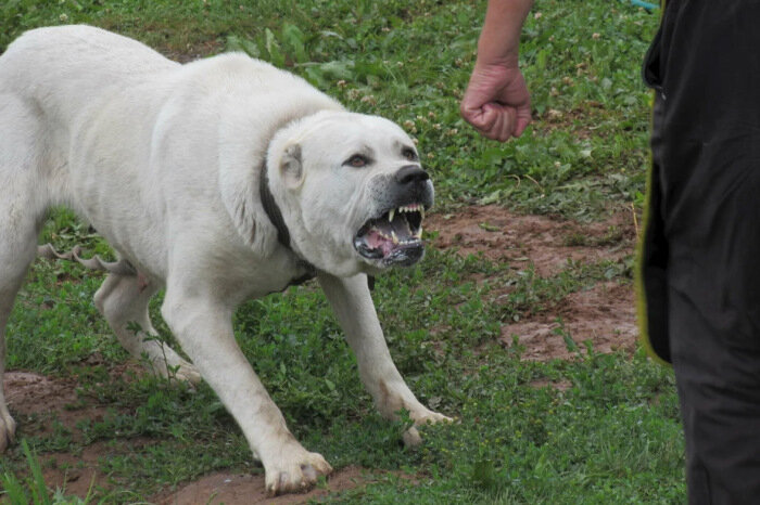 Кто это, хозяин? |Фото: vitvesti.by.