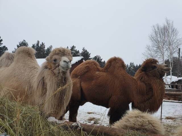И кто сказал, что фермерство, это только про картошку и морковь с коровами!? Сегодня хотим вам рассказать о необычных фермерских хозяйствах:

1.-9