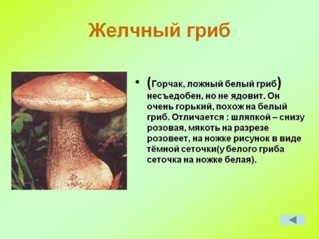Желчный гриб фото и описание Белый гриб ложный: фото и описание, как выглядит ложный белый гриб Поход лайфхак