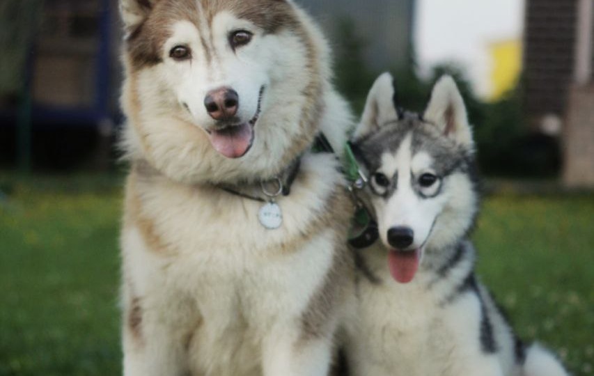 Откуда берутся микро-хаски? Человеческая глупость удивляет все больше и больше