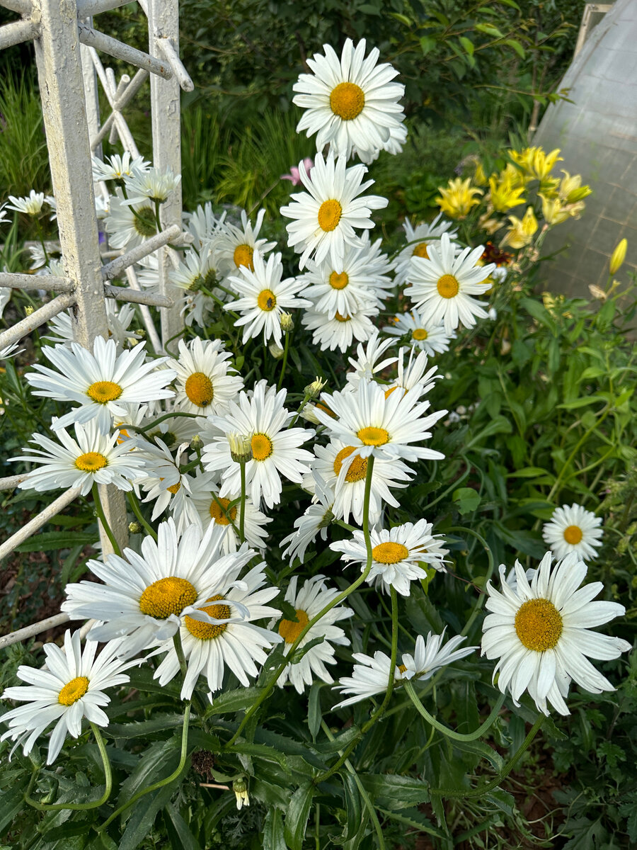 Цветение прекрасное...