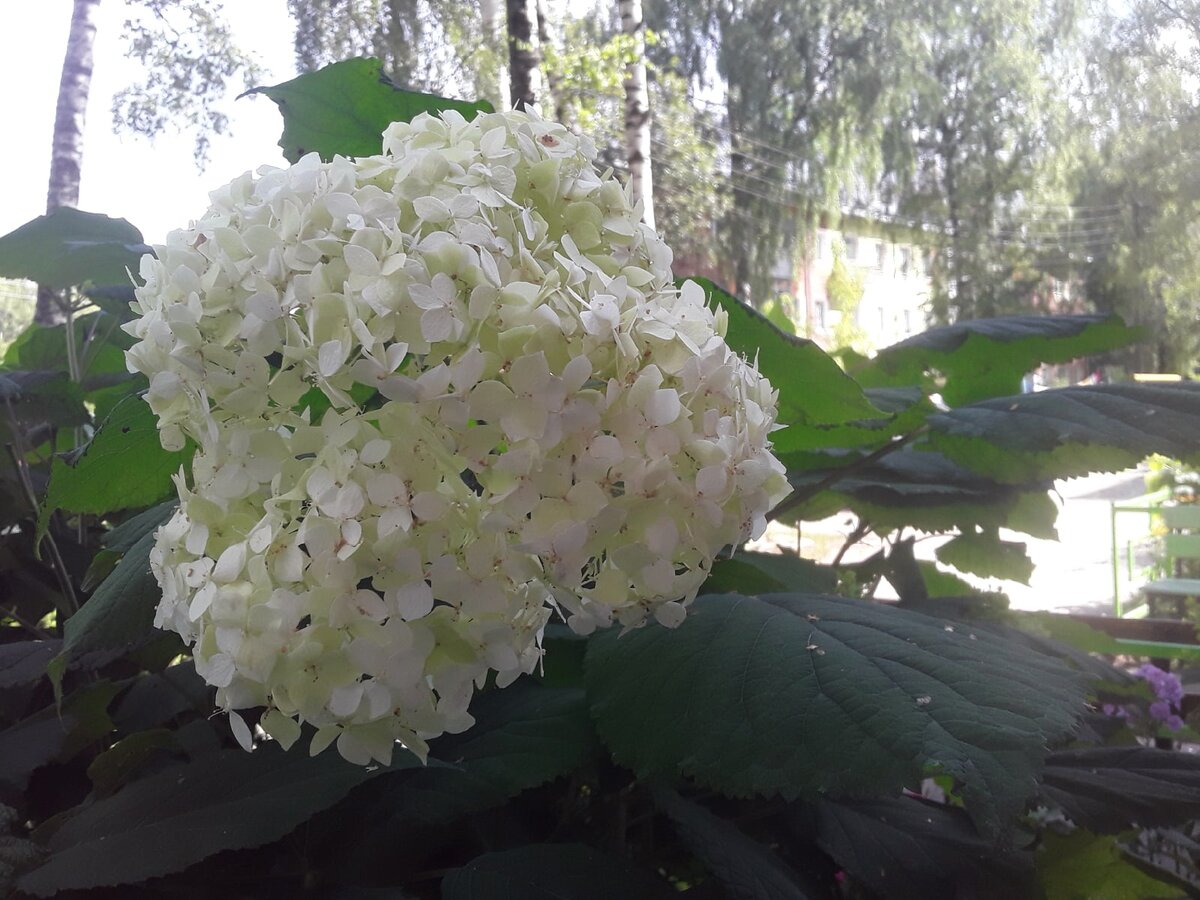 Гортензия отцветает, но кое-де еще попадаются молочные шапки цветов