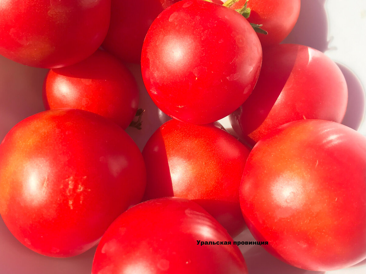 Переработка урожая томатов в самом разгаре