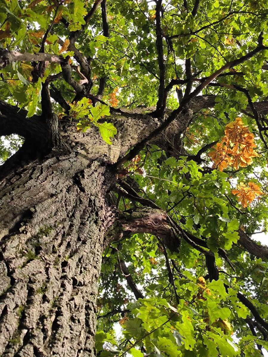 Под этим великаном думается особенно легко. Фото автора.