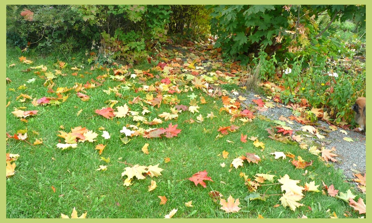 На земле ковром рассыпана листва... Наш газон в осеннем одеянии 