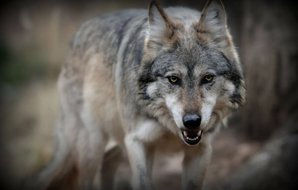 картинки хищника волка