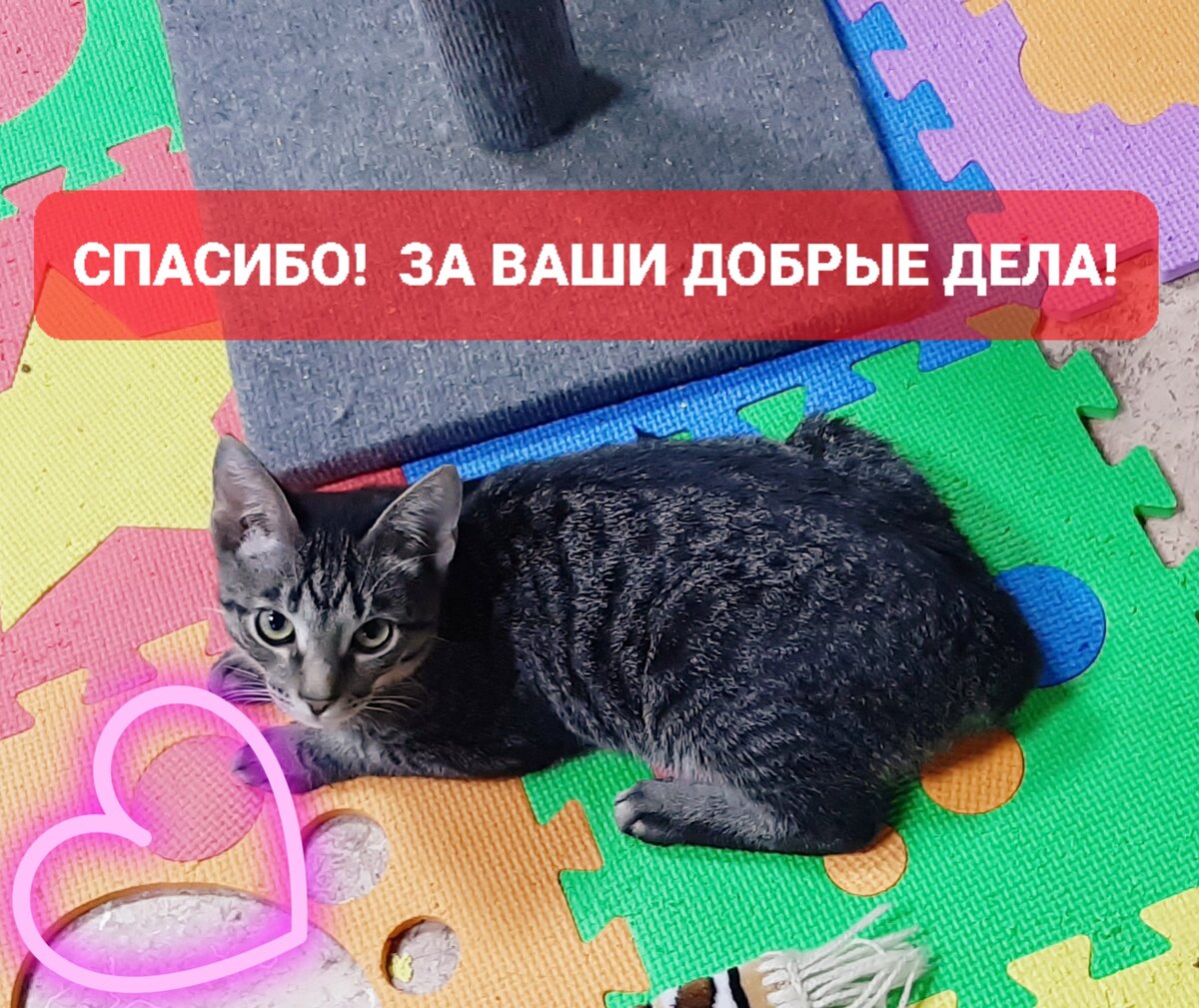 Гвоздик. Котик из подвала на Павлова 77.