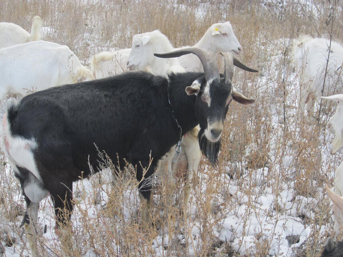 Козел Герман приехал в Саратов из далёкой Тюмени. В пути с перевозчиком 8 дней, по маршруту заезжали также в другие города, завозя другим заказчикам их новых коз.