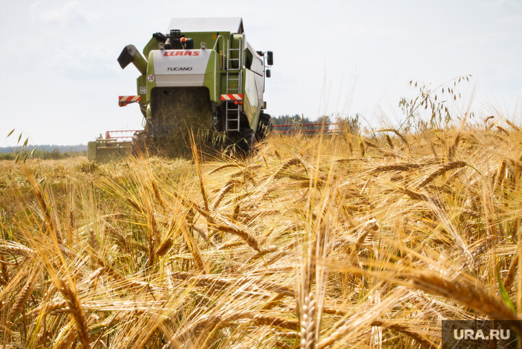    Сотрудники сельхозпредприятия массово увольняются в период уборочной кампании