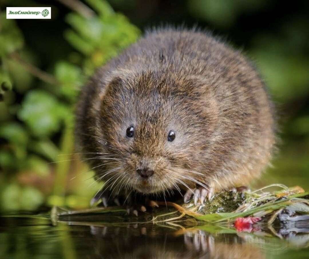 Мышь полевка водяная как бороться. Мышь полевка водяная. Водяная полёвка водяная крыса. Водяная полевка arvicola terrestris. Земляная крыса полевка.