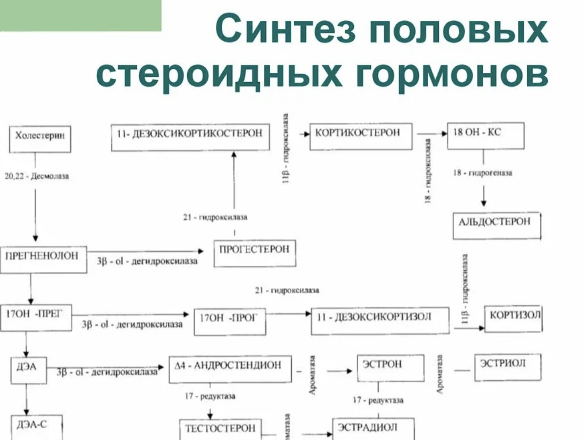 Синтез гормонов в организме. Синтез стероидных гормонов из холестерина схема. Схема синтеза половых гормонов из холестерина. Схема синтеза стероидных гормонов. Схема синтеза стероидных гормонов биохимия.