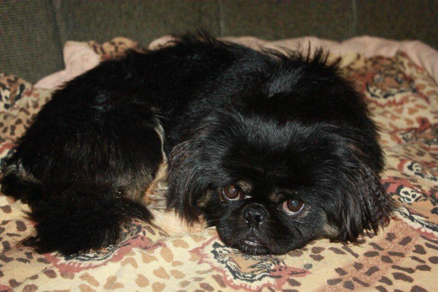 Спайк на диване.