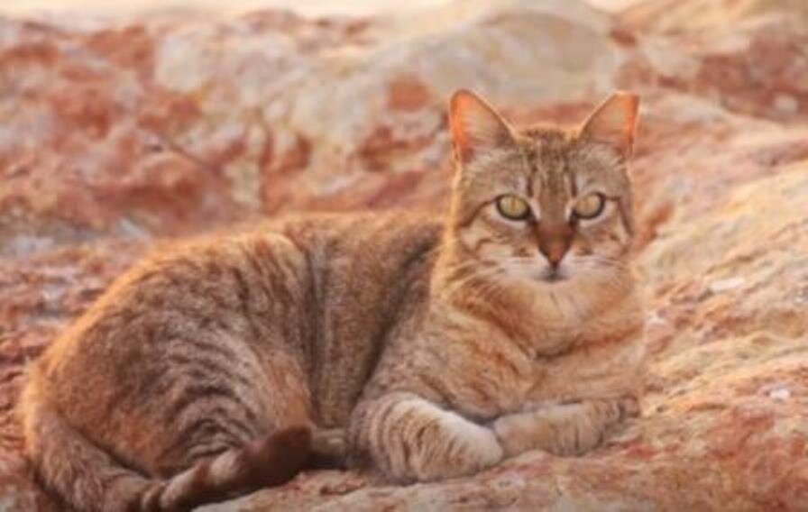 Кошка породы Австралийский мист
