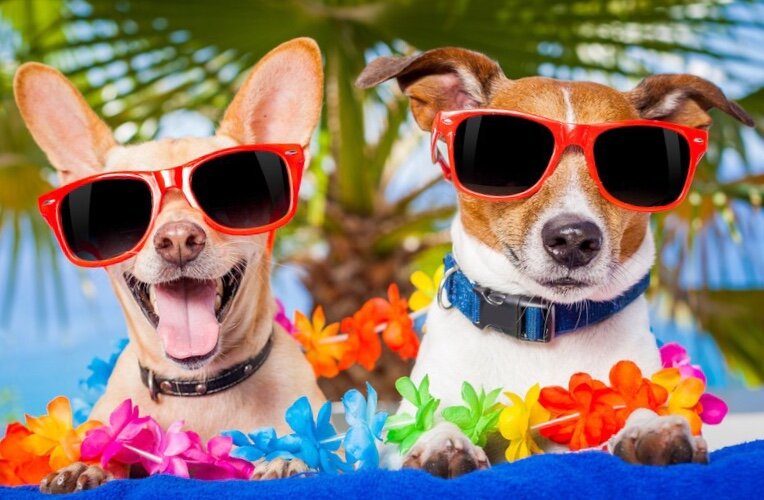 Фото взято из поиска yandex.ru