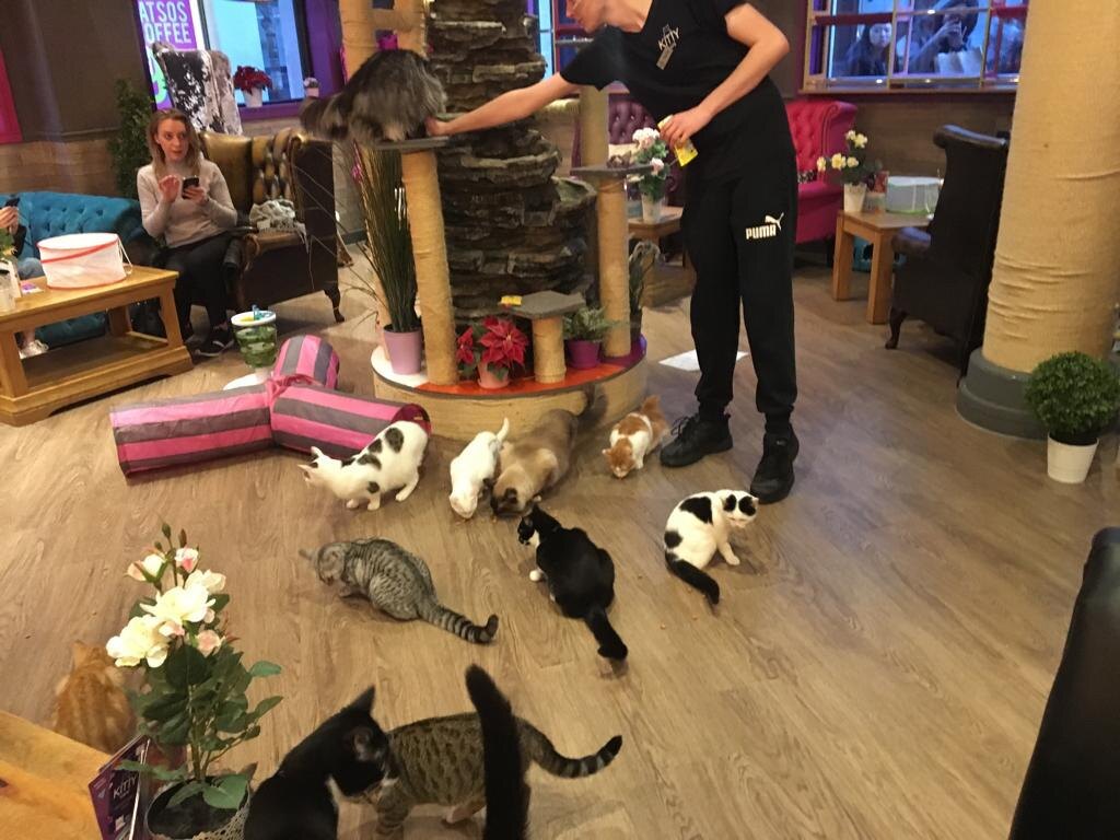 Kitty cafe