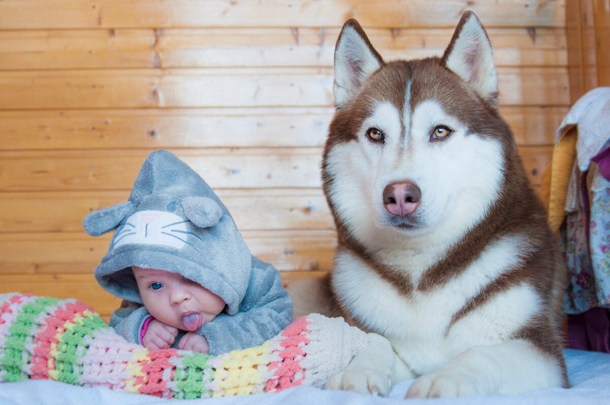 Dogs us. Папка с хаски. Режим дня с хаски прогулки 1 месяц. Фото прогулка с хаски щенок 3 месяца.