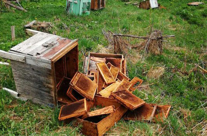 Фото пострадавшего пасечника Виталия Маковского.