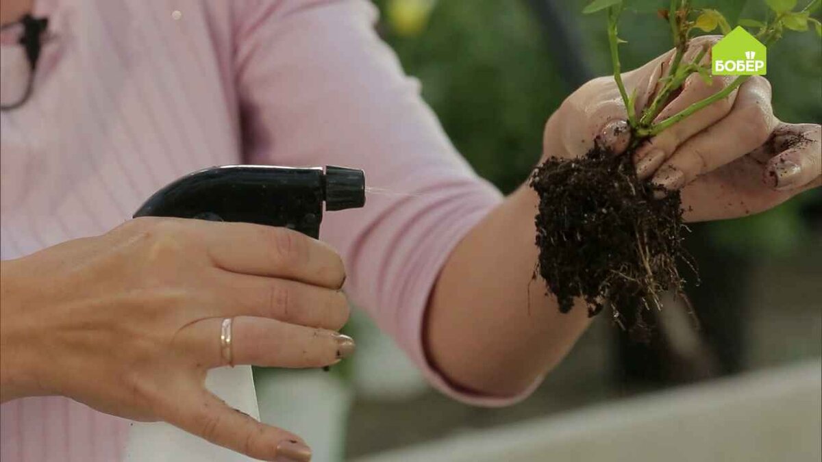 цикламен размножение. пересадка купленной астры дженни из пакета в горшок зимой. посадка комнатных растений. как правильно пересадить купленный в магазине. спатифиллум полив.