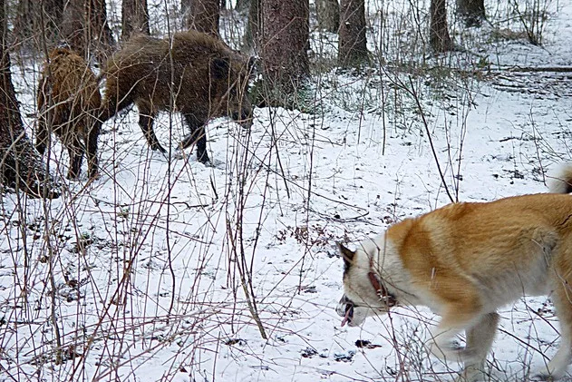 охота на лося с лайками западно сибирскими. западносибирская лайка на охоте. русско европейская лайка на кабана. охота на кабана с русско европейской лайкой. охота на кабанов лайками.