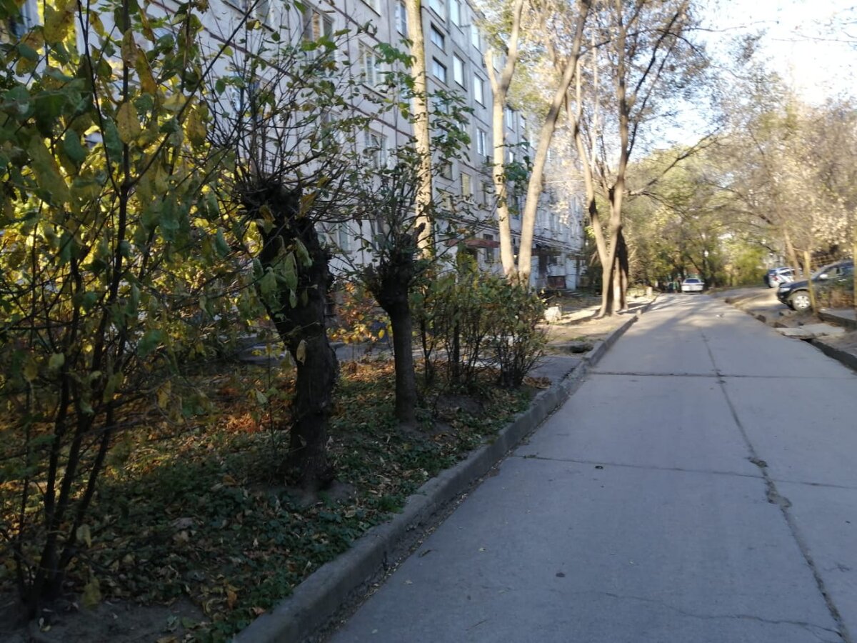 но зеленые листья еще борятся с морозом