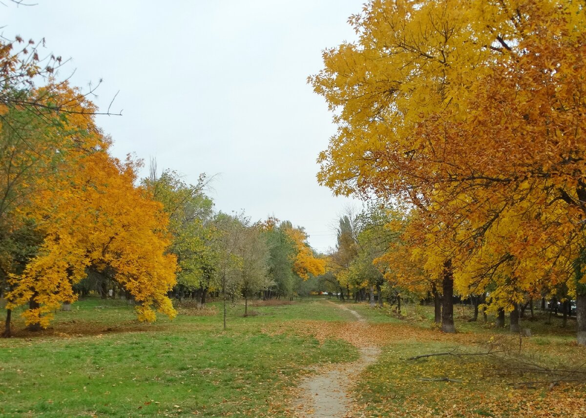 листья желтые над городом видео