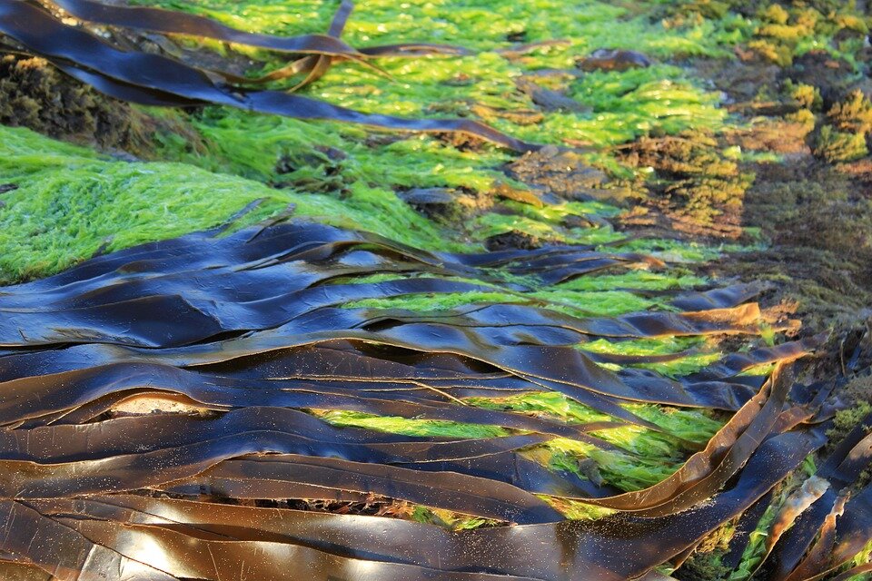 https://cdn.pixabay.com/photo/2017/05/31/11/32/seaweed-2360116_960_720.jpg 