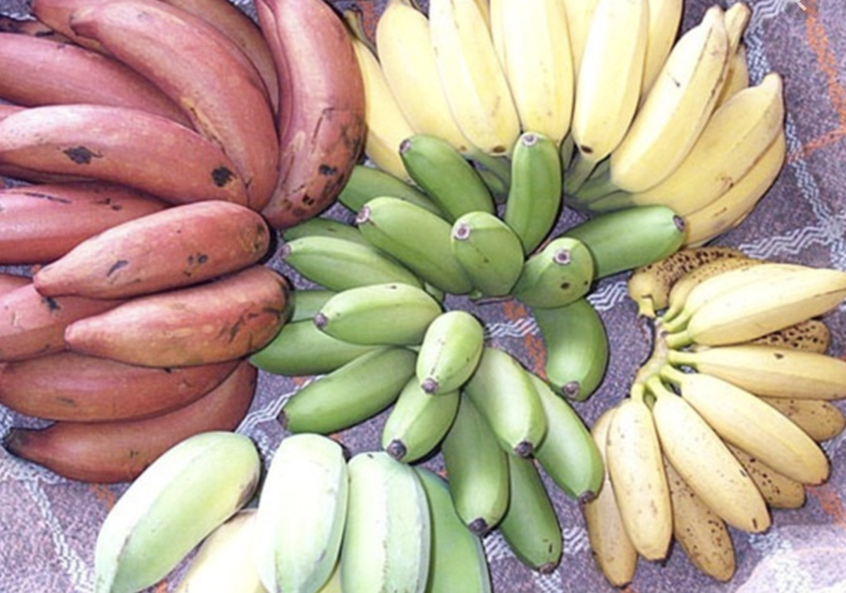 Какие бывают бананы. Разноцветные бананы. Бананы сорта. Различные сорта бананов. Бананы разные сорта.
