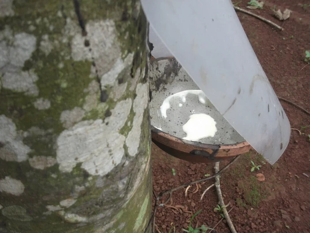 Добыча каучукового сока.