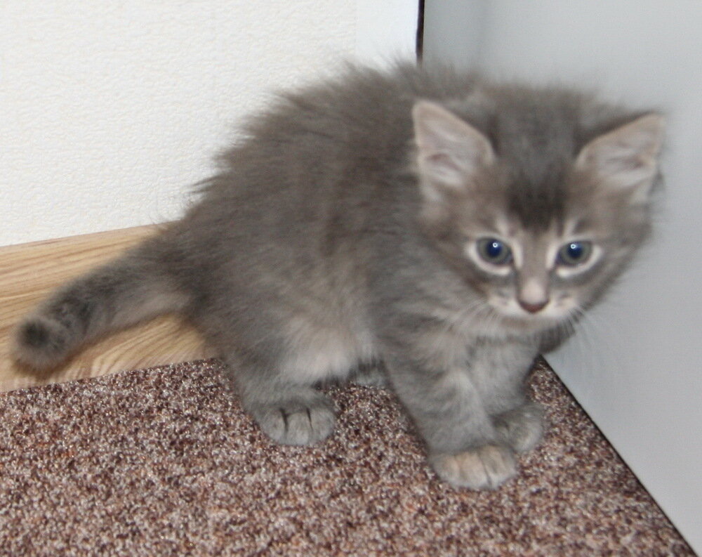 Котенок в добрые руки брянск. Серый пушистый котенок. Серый котенок 1 месяц. Маленькие серые котята 1 месяц. Маленький серый пушистый котенок.
