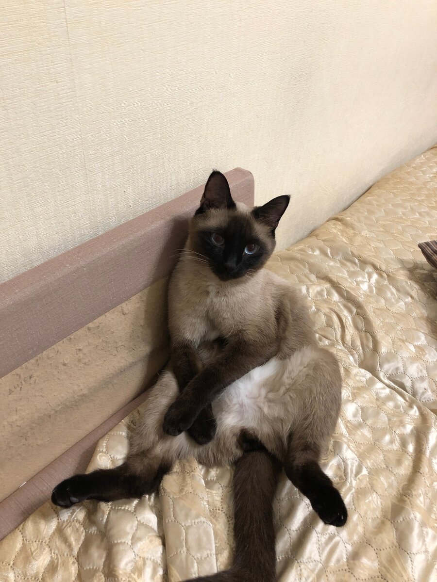 Джекс