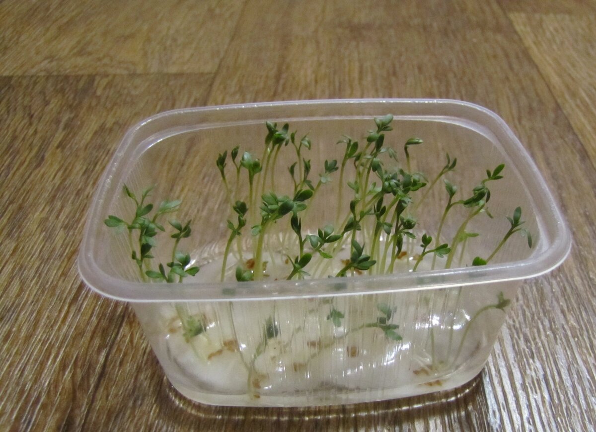 Микрозелень посадка. Микрозелень лен. Пророщенная микрозелень. Микрозелень кресс-салат. Микрозелень кресс-салат семена.