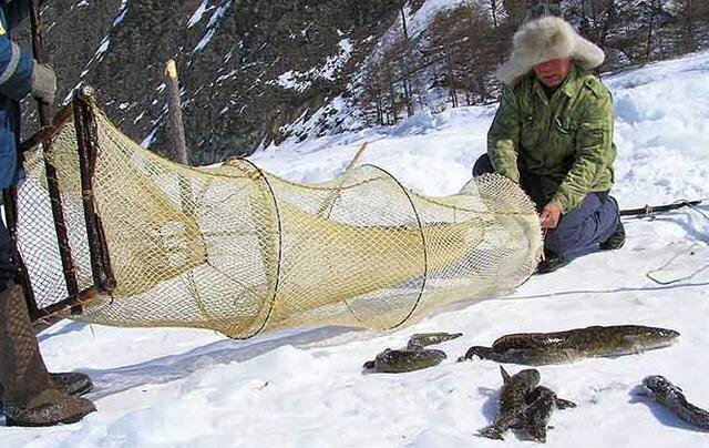 Как добывают рыбу зимой в глухой Сибири на реке Обь - всё официально, не браконьерство