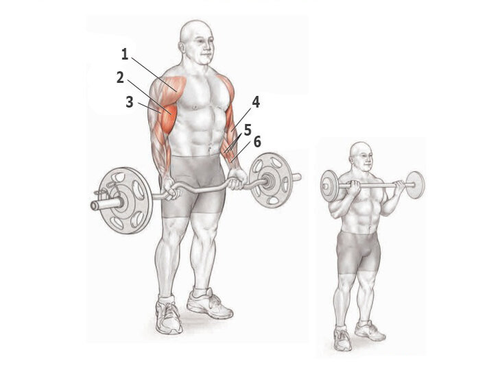Подъем гантелей на бицепс молот. Подъем на бицепс какие мышцы работают. Бицепс со штангой стоя техника. Подъем штанги на бицепс стоя мышцы. Сгибания зоттмана гантелями.