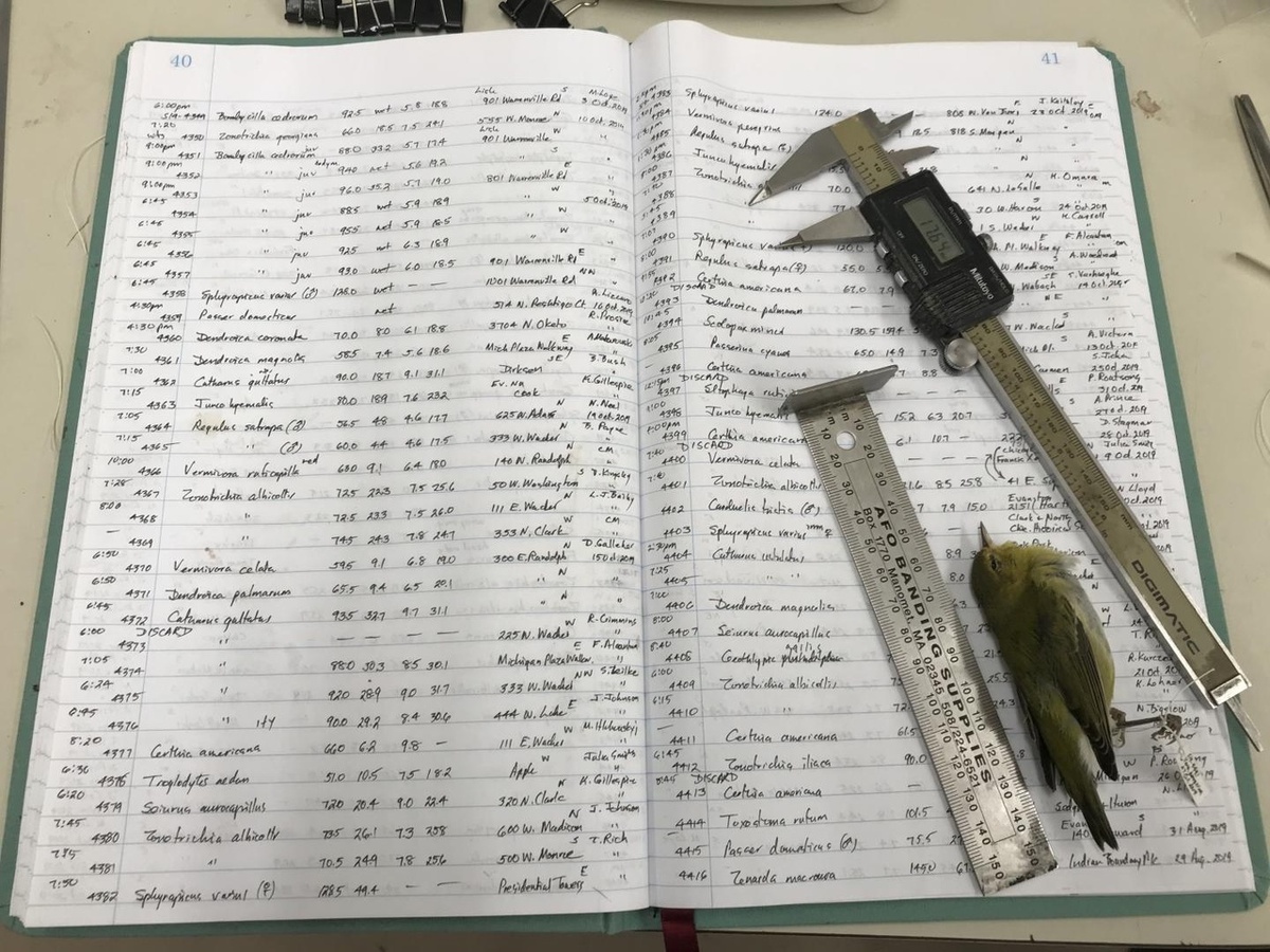 Ученый Дэйв Уиллард измерил 70 716 мертвых птиц и записал их вручную в такие книги, как эта. (Фото: Музей Поля / Kate Golembiewski)